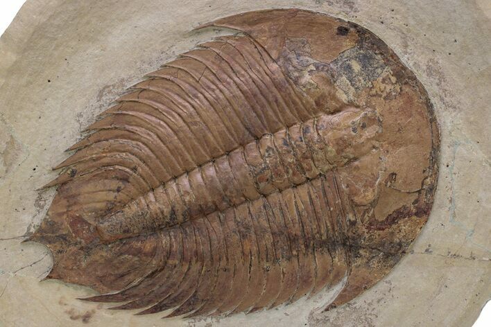 Ordovician Trilobite (Dikelokephalina) - Excellent Preservation #239650